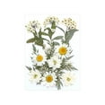 thumbnail image 1 of Flores prensadas secas, manualidades DIY para álbumes de recortes, Kits de hojas secas para decoración de uñas, manualidades, marcapáginas, pantallas Blanco, 1 of 8