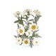 thumbnail image 1 of Flores prensadas secas Macarena manualidades DIY para álbumes de recortes Kits de hojas secas decoración de uñas, 1 of 8