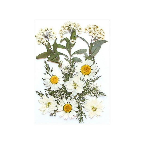 Flores secas prensadas, pegatinas de maquillaje de flores secas, manualidades de bricolaje para álbumes de recortes Blanco