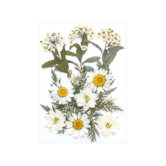 Flores prensadas secas, manualidades DIY para álbumes de recortes, Kits de hojas secas para decoración de uñas, manualidades, marcapáginas, pantallas Blanco