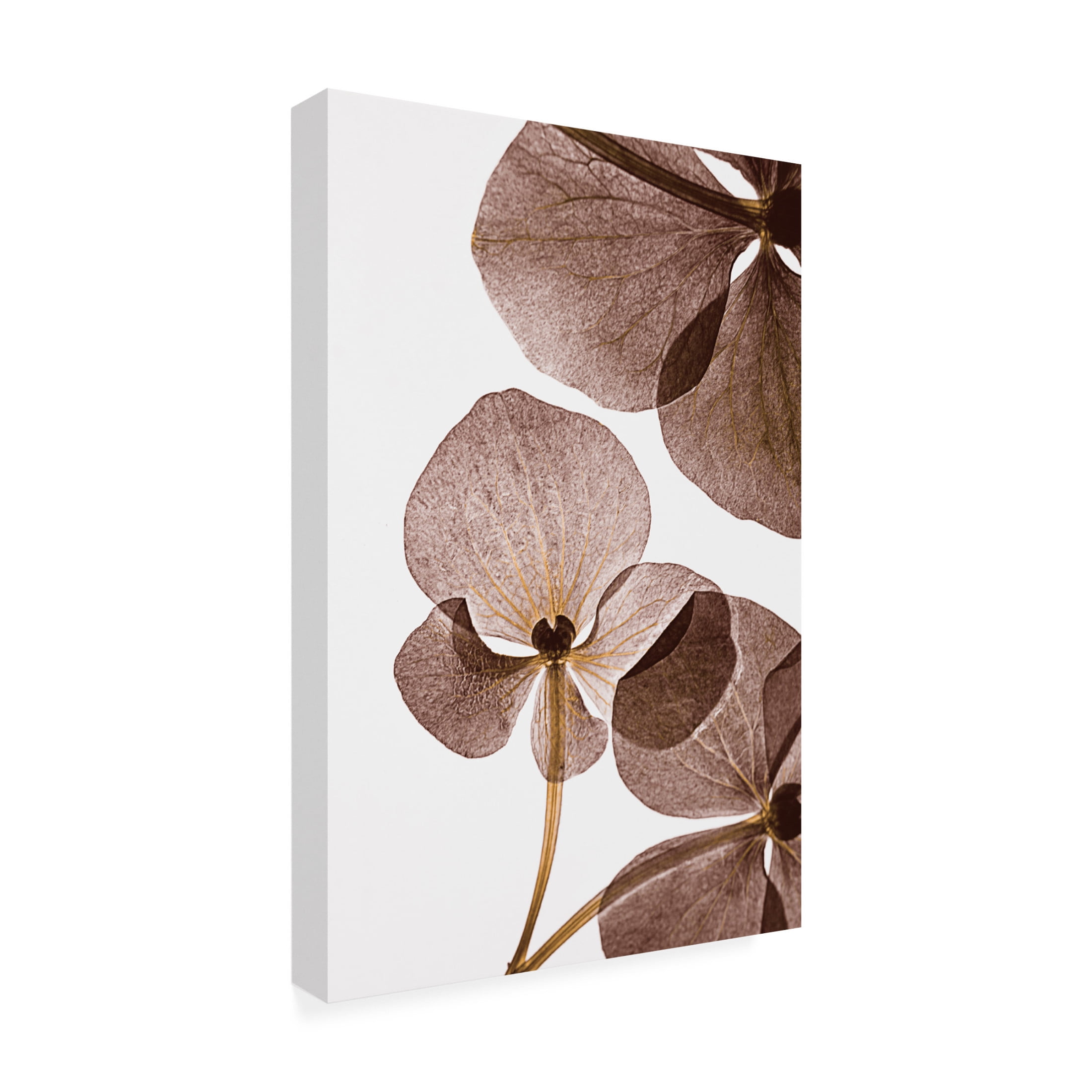 Trademark Fine Art Lenka Botanical 5 Canvas Wall Art