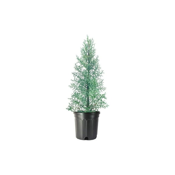 Arizona Blue Ice Cypress  2 Large Gallon Size Trees  Cupressus Plants  Beautiful Evergreen Low Maintenance Cold Hardy Privacy Screen