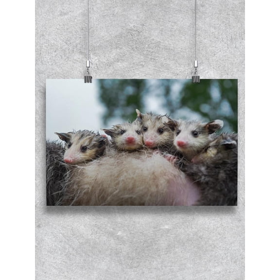 Opossum Babies Poster - Image by Shutterstock,
