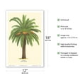 thumbnail image 2 of Canary Island Date Palm Tree - Palmier (Phoenix Canariensis) - Vintage Botanical Illustration by Ferry c.1770s - Master Art Print (Unframed) 12in x 18in, 2 of 4