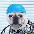 thumbnail image 3 of Pet Dog Helmet Doggy Hard Hat Compatible With Puppy Chihuahua Blind Dogs Riding, 3 of 5