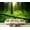 Color4, variant on Peel and Stick Wallpaper Sunlight coniferous forest Modern Art Wall Mural Decor Self Adhesive and Removable 69in x 98in