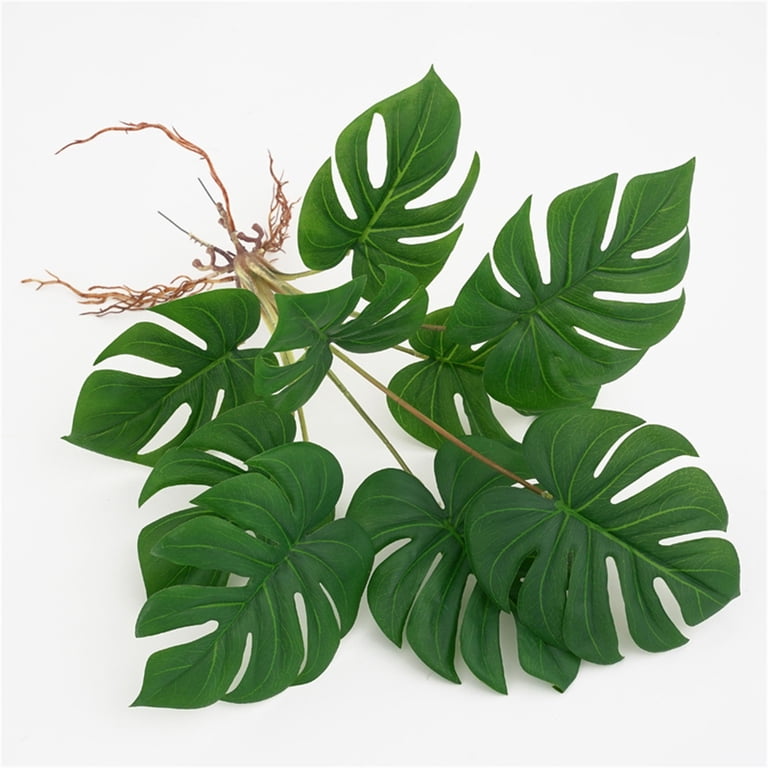 variegated philodendron types Philodendron gloriosum variegated TC Plantlet Grower's Choice *In Stock* Acclimated (In Stock)