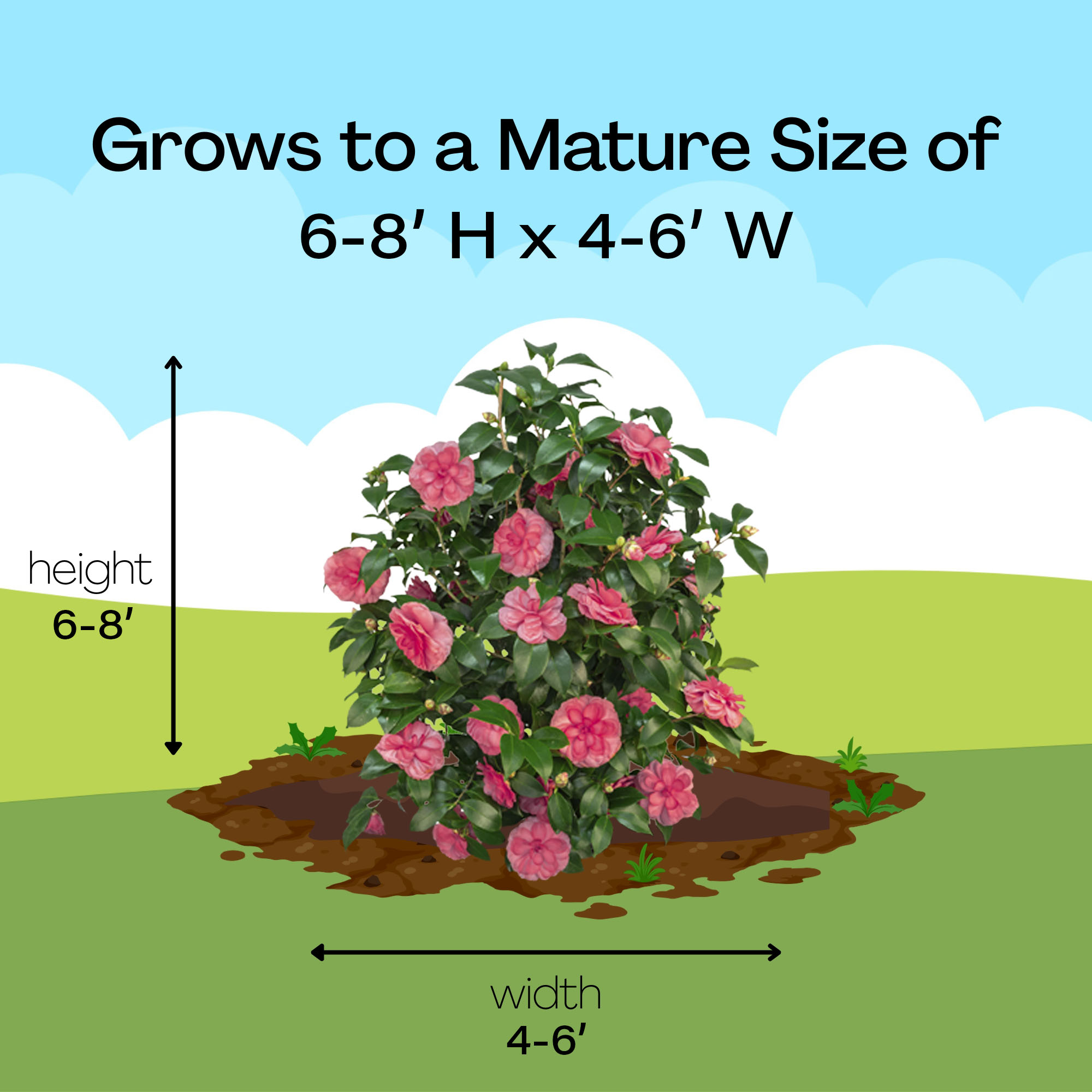 Southern Living Camellia Early Wonder Live Shrub in 1-Gallon Grower Pot