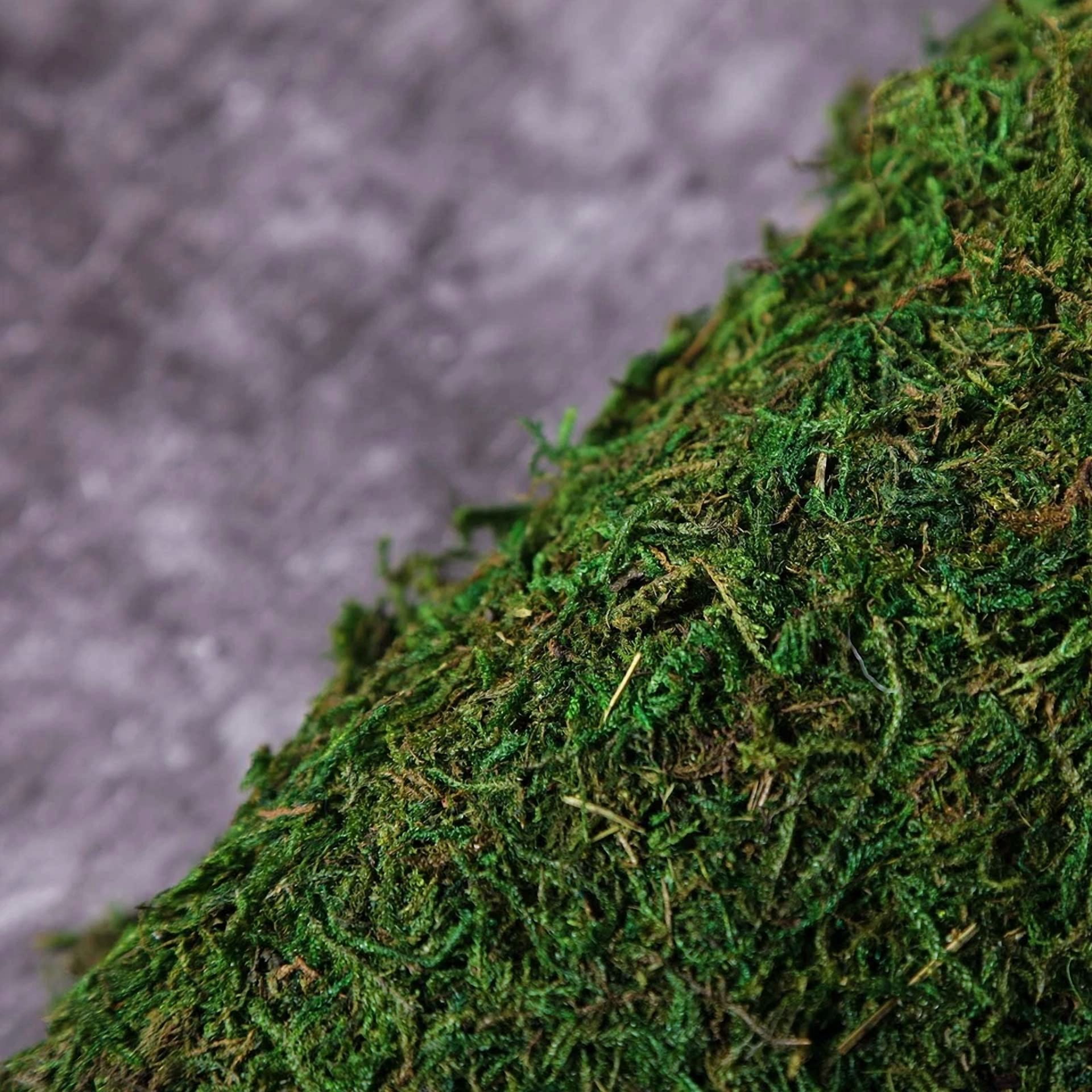 CIRCLE- 18" X 16" Green Natural Preserved Moss Sheet Party Wedding Crafts Decorations
