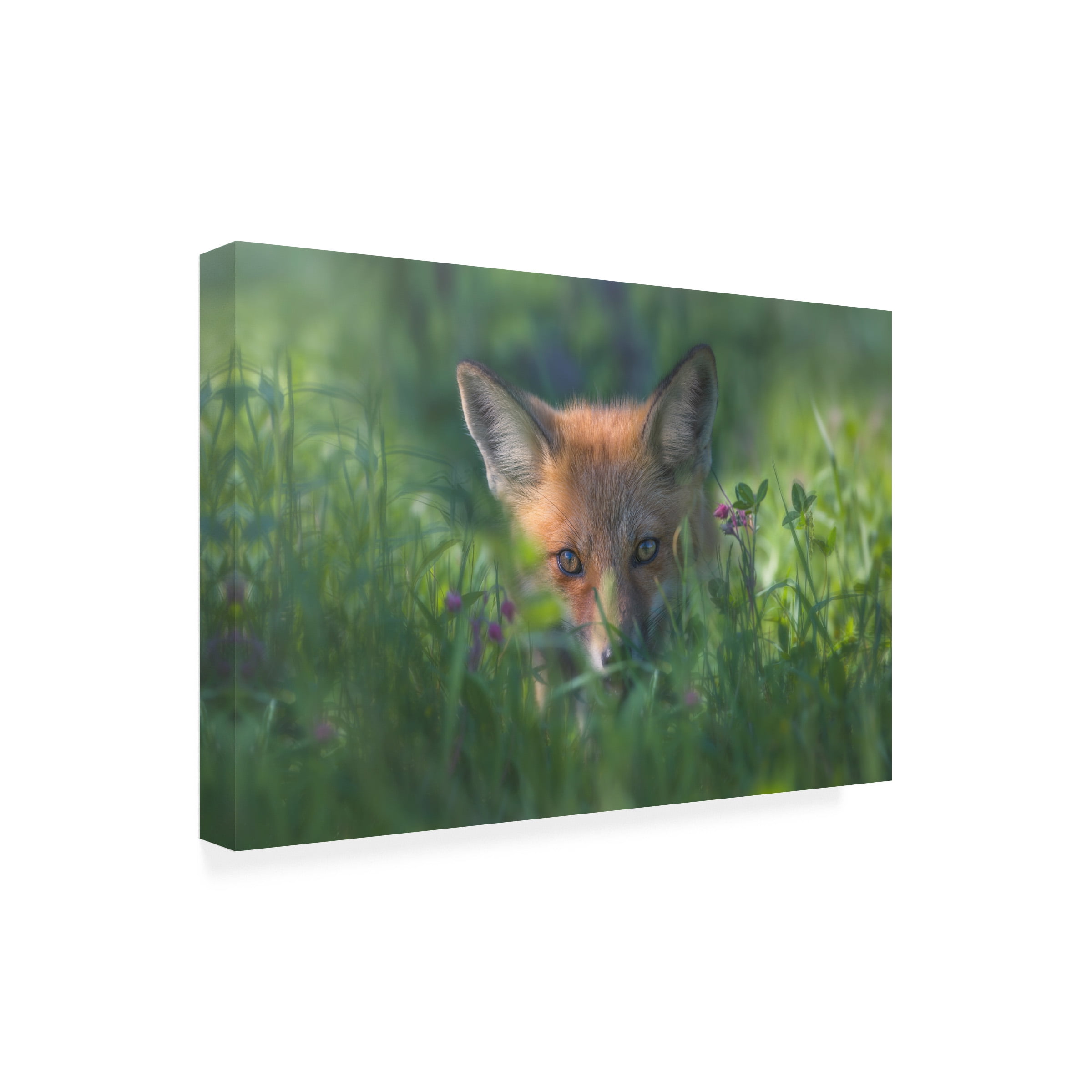 Larry Deng 'Red Fox 1' Canvas Art