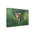 thumbnail image 2 of Larry Deng 'Red Fox 1' Canvas Art, 2 of 3