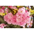 thumbnail image 3 of 10 Seeds JAPANESE FLOWERING CHERRY Tree Oriental Prunus Serrulata Flower Seeds, 3 of 11