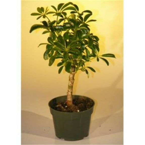 Bonsai Boy Pre Bonsai Hawaiian Umbrella Live Tree