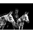 thumbnail image 3 of PHBurchett 24x20 Black Modern Framed Museum Art Print Titled - Donkey Portrait II, 3 of 5