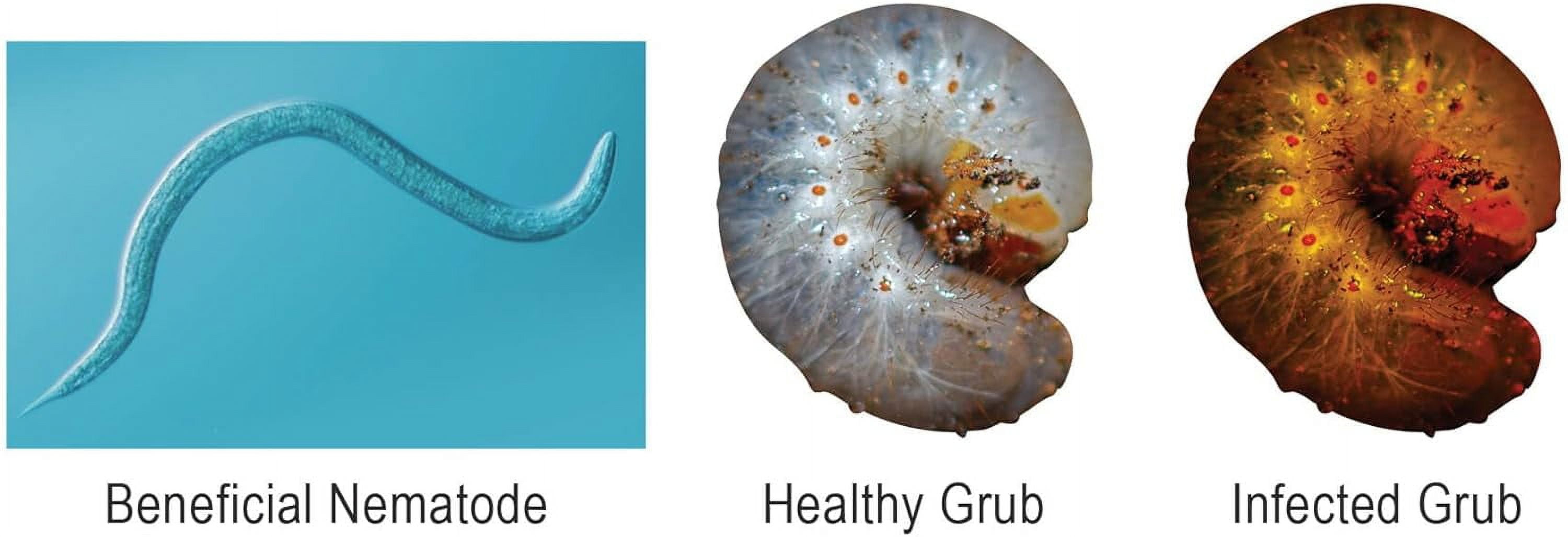 Beneficial Nematodes Triple Blend Pack HB+SC+SF - General Biological (10 Million)