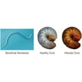 thumbnail image 5 of Beneficial Nematodes Triple Blend Pack HB+SC+SF - General Biological (10 Million), 5 of 9