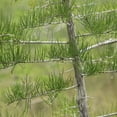 thumbnail image 4 of Pond Cypress  3 Live Trees  Taxodium Ascendens  Wet Tolerant Fast Growing Shade Tree, 4 of 9