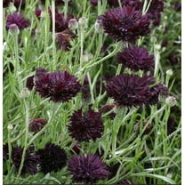 Cornflower/BB BLACK BALL 400 Seeds - Mother Nature's Seeds - Wildflower Seeds - Flower Seeds for Planting - Non-GMO