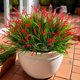 thumbnail image 1 of Plantas artificiales Ammyoo Monkey Grass para decoración exterior, resistentes a los rayos UV, 1 of 8
