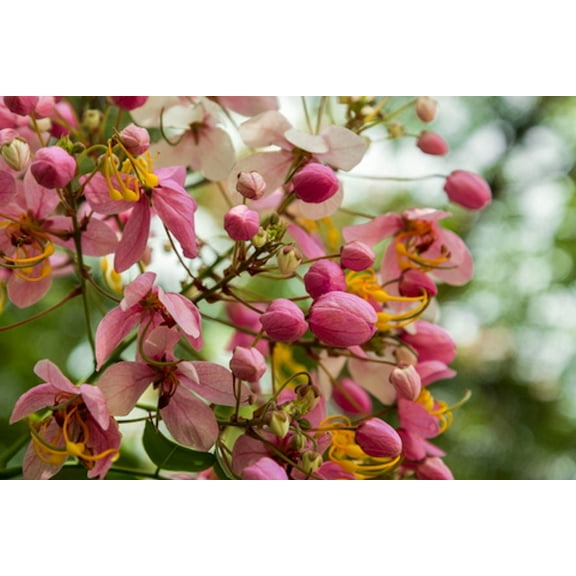 SEEDS = = Pink Rose Tree -10 seeds-rose pink Flowers -  Tropical -Cassia javanica subsp. nodosa= Serendipity Seeds