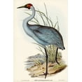 thumbnail image 2 of Gould, John 13x18 White Modern Wood Framed Museum Art Print Titled - Australian Crane-Grus Australasianus, 2 of 4