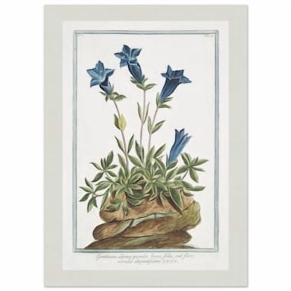 Vintage Botanical Print Cottagecore Farmhouse Boho Aesthetic Wall Decor Floral Gallery Wall Set Blue Alpine Poster , Poster Print Only