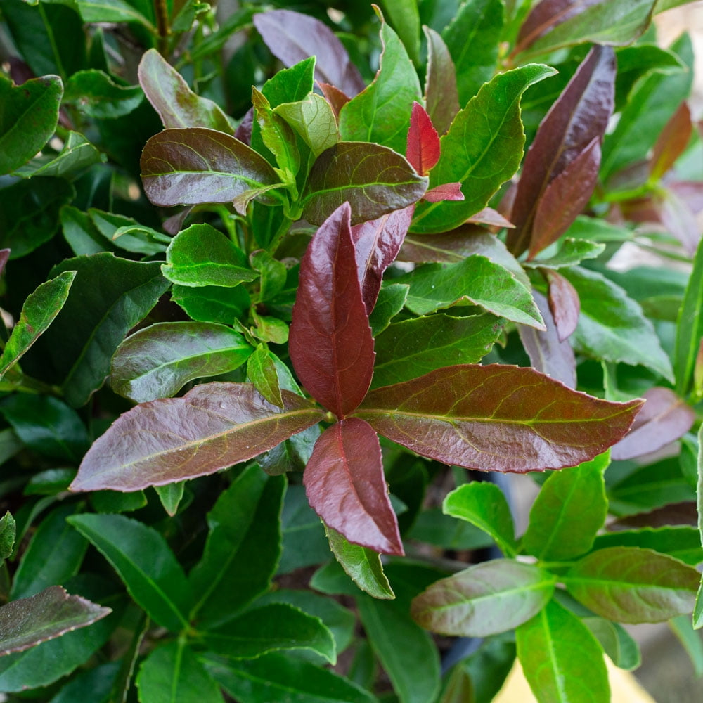 Southern Living Coppertop Sweet Viburnum Live Shrub in 3-Gallon Grower Pot