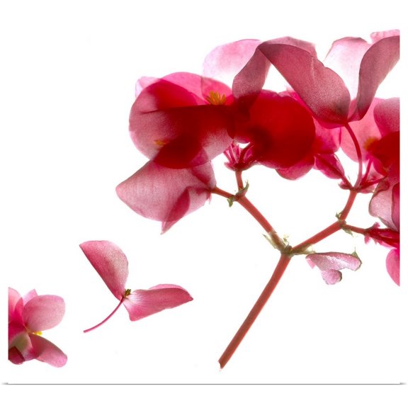 Great BIG Canvas | Rolled Julia McLemore Poster Print entitled Begonia Pink VII