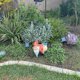 thumbnail image 4 of Otra Estatua De Jardín Elfo Fuera De La Puerta Árbol Hugger Estatuas De Jardín Estatua De Gnomo 3D Adornos De Paisaje De Jardín Escultura De Árbol Decoración De Jardín Césped Al, 4 of 5