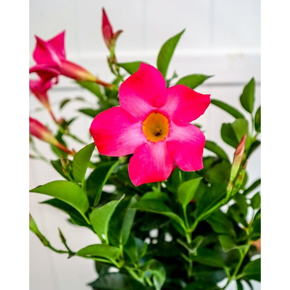 Pink Dipladenia-Bush-Vibrant Tropical Plant  10" Pot
