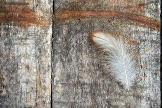 Little Feather Canv