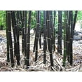 thumbnail image 3 of 300+ Black Bamboo Seeds for Planting - Exotic and Fast Growing Windbreak or Privacy Screen, 3 of 7