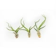 thumbnail image 5 of Pack of Wild Ones Air Plants -Tillandsia Caput Medusae, Butzii & Bulbosa Guatemala - Available in Wholesale and Bulk - Home and Garden Decor- Easy Care Indoor and Outdoor Plants (Pack of 25), 5 of 12