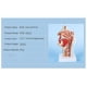 thumbnail image 5 of Modelo de anatomía de la cabeza YONGSHENG Modelo nasofaríngeo, 5 of 5