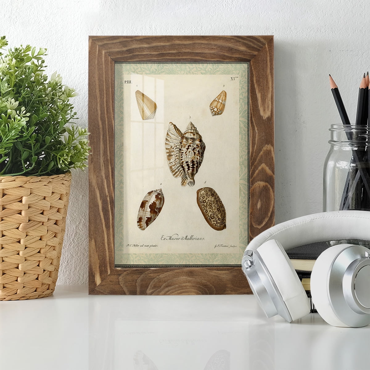 Bookplate Shells II - Framed Print w/glass - Walnut