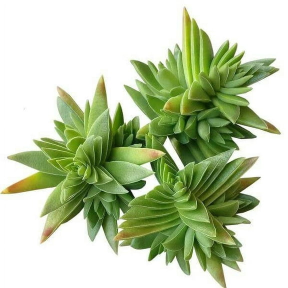 2" Healthy Red Pagoda Shark Tooth by Succulents Box - Low Light