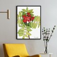 thumbnail image 1 of Western Mountain Ash - Sorbus sambucifolia - 1918 | Mary Vaux Walcott | Premium Fine Art Print | 19th Century American | Botany Art | Botanical | Plant Art | Nature Art, 1 of 7