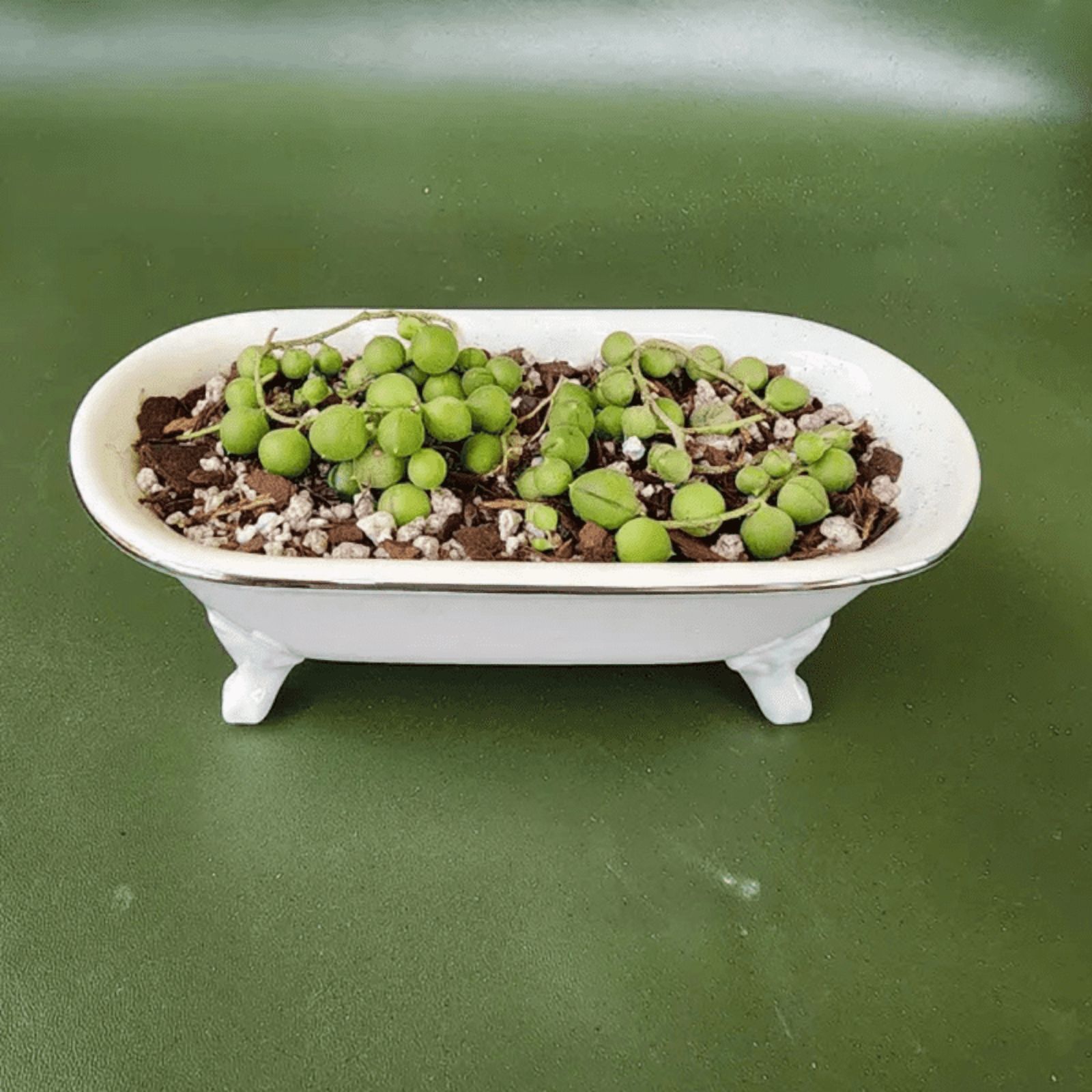 String of Pearls, Hanging Succulent, Trailing Succulent, Indoor Houseplant, Live Plant in 4'' Pearl Variegate