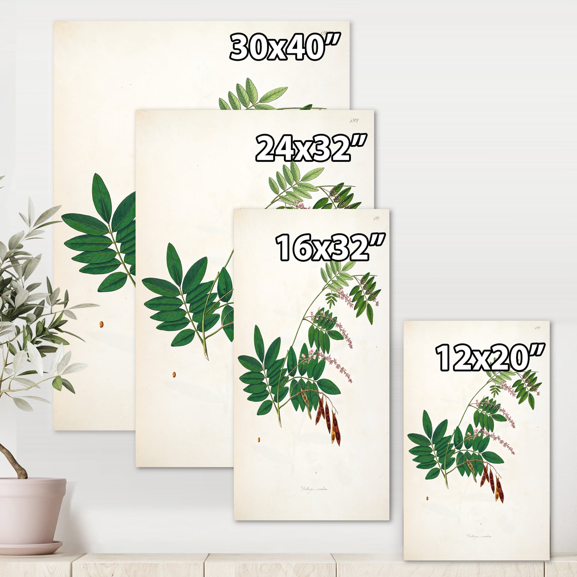 Designart ' Ancient Botanicals XI ' Farmhouse Canvas Wall Art Print