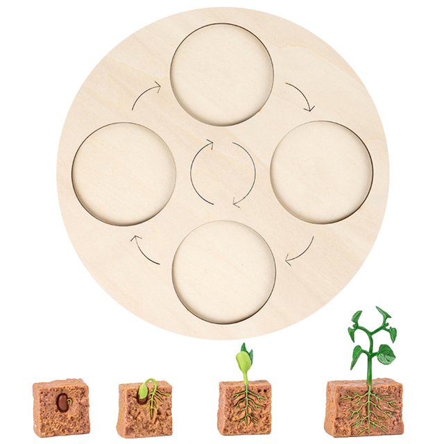 Plant Life Cycle Of A Growth Stage Model Educational Plant Growth Cycle Toy For School Kid Children