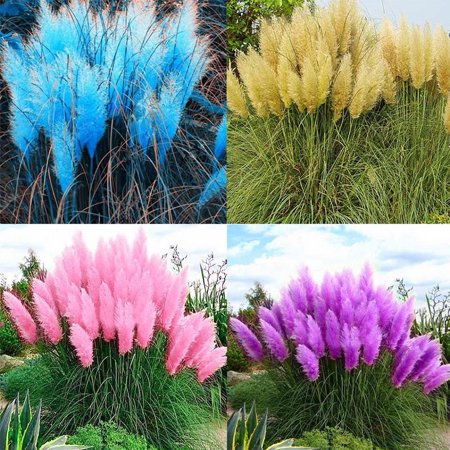 200 Seeds/Pack Pampas Grass Seeds Multi Color Seeds for Greening