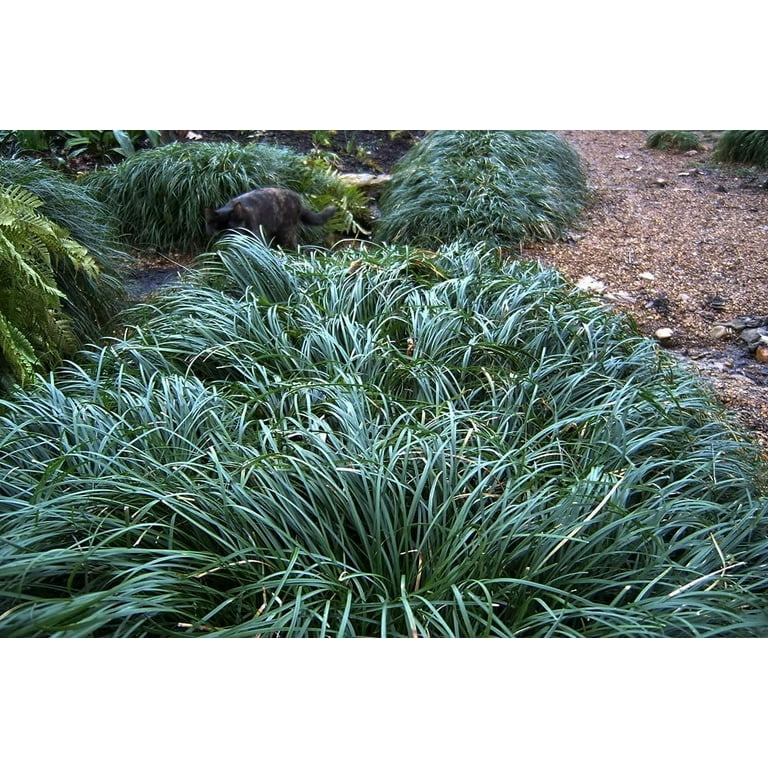 Mondo Grass Ophiopogon Japonicus 5 Large Quart Size Plants Live