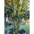 thumbnail image 4 of THREE Outdoor Live Plants- Starter Areca Palms - Grows to 20-30 ft in Height Indoor Outdoor Plant- Strong Young Small Plants, 4 of 4