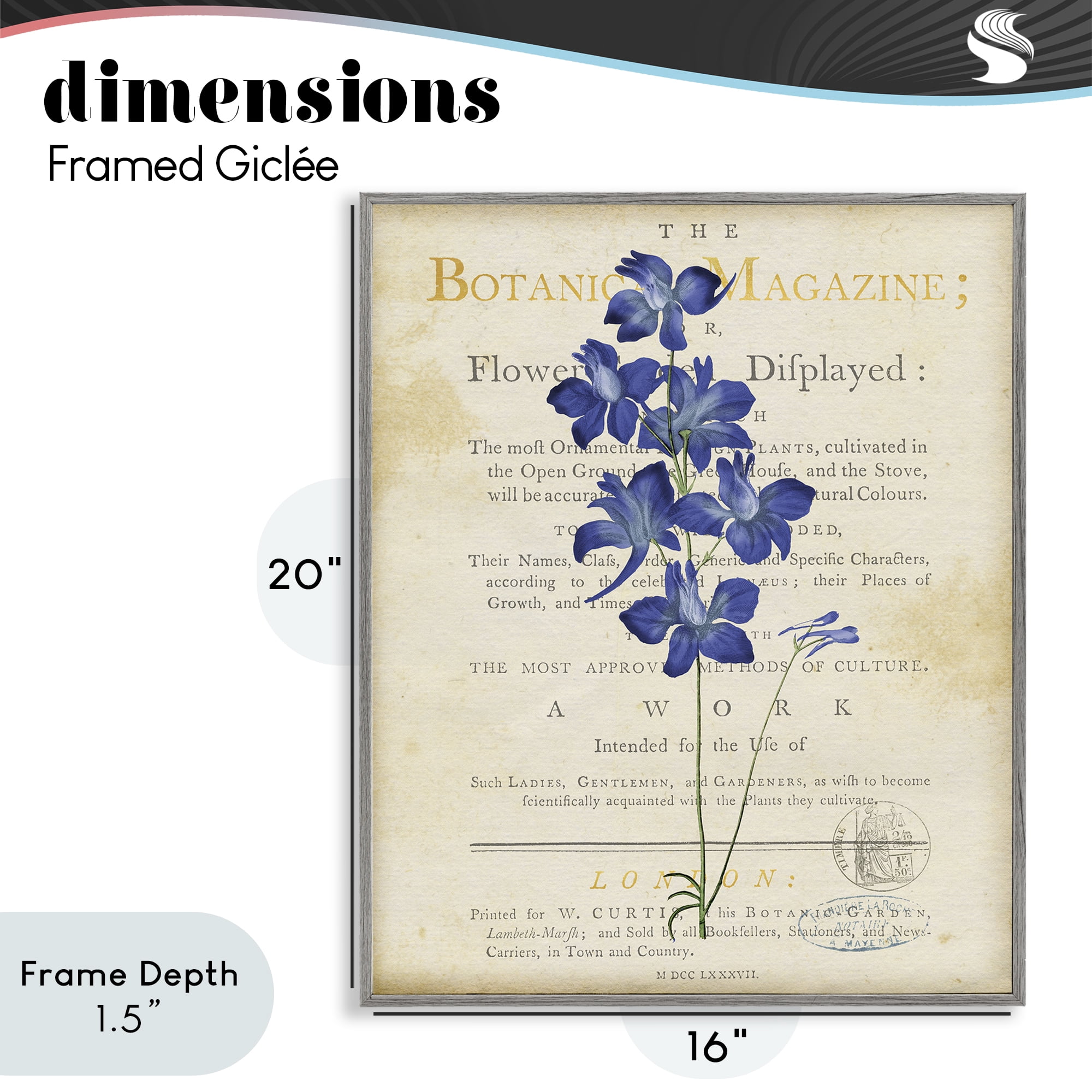 Stupell Industries Natural Botanic Garden Flower Gray Framed Giclee Art, design by Susan Arnot