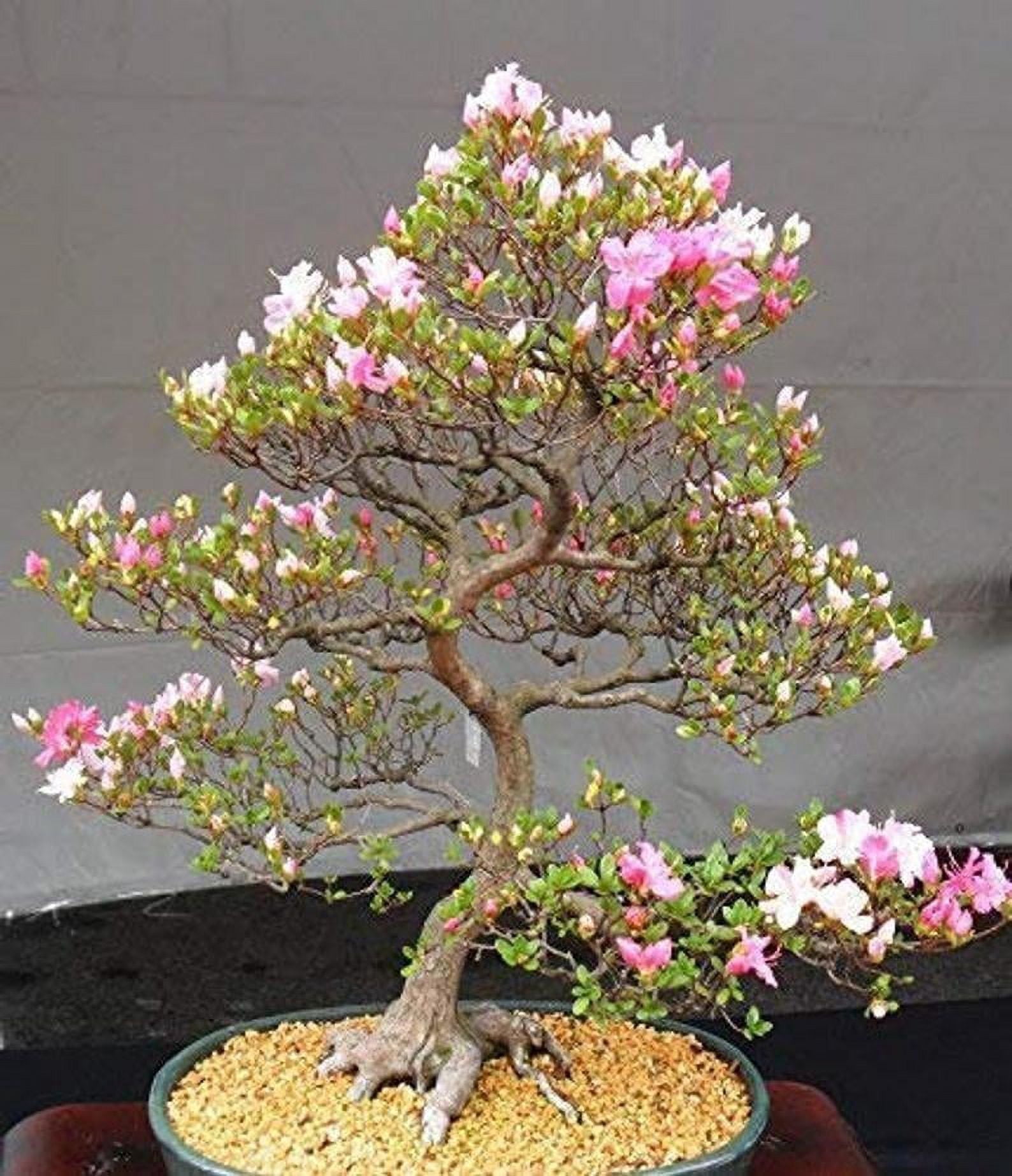 Flowering Bonsai Tree Seeds - Judas Tree (Cercis siliquastrum) | 20 Seeds |  Flowering Tree Prized for Bonsai - Walmart.com