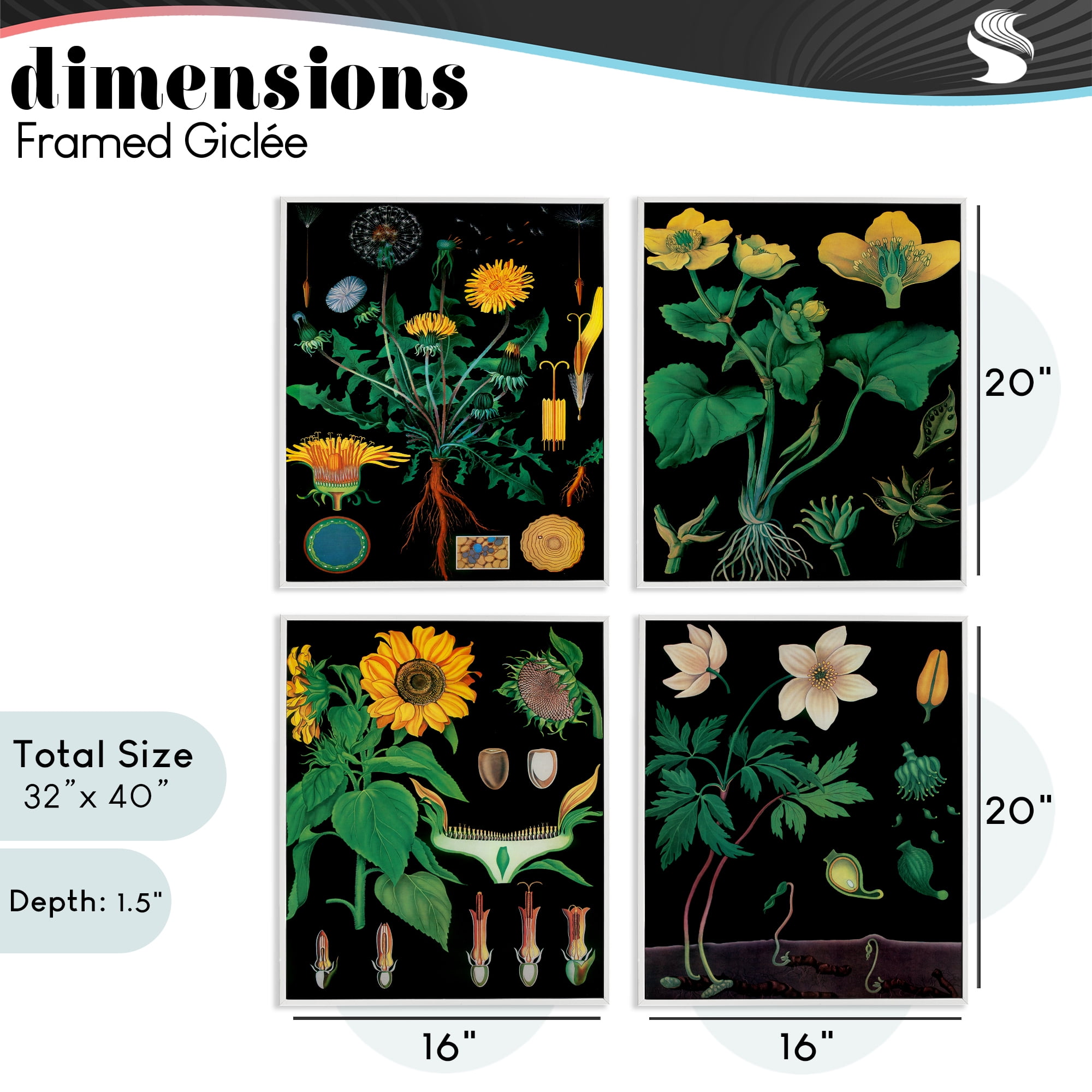 Stupell Industries Botanical Illustrations on Black 4 Piece White Framed Giclee Art Set, design by Vintage Hustle