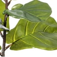 thumbnail image 2 of Vickerman 18" Green Fiddle Leaf Plant in Mini Black Pot., 2 of 3