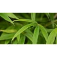 thumbnail image 2 of Crane, Rita 24x15 White Modern Wood Framed Museum Art Print Titled - Bamboo Leaves II, 2 of 4