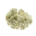 thumbnail image 1 of Reindeer Moss Preserved, Cream Moss 8 Ounces, Bulk Moss for Crafts or Floral Projects, 1 of 1