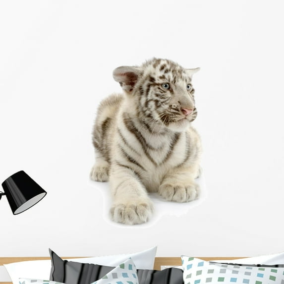 White Tiger from 3 Wall Decal by Wallmonkeys Peel and Stick Graphic (36 in H x 36 in W) WM26058